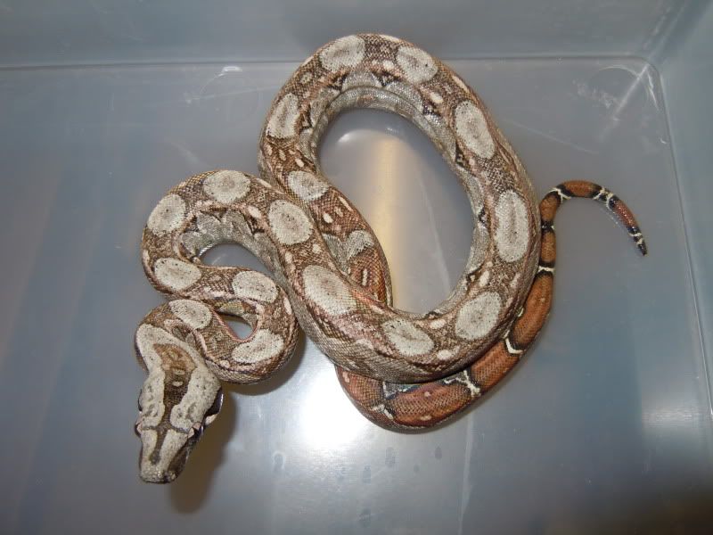 Leopard litter Reptile Forums